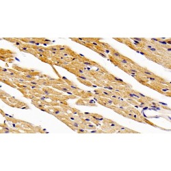 MAPK/MAK/MRK Overlapping Kinase (MOK) Antibody