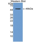 Western blot analysis of the recombinant protein.