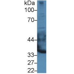 Epiphycan (EPYC) Antibody