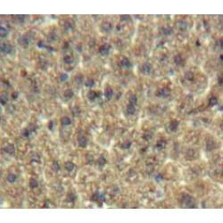 Angiopoietin-Related Protein 8 (ANGPTL8) Antibody