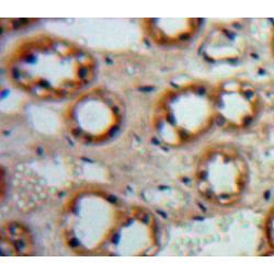 Pro-Epidermal Growth Factor (EGF) Antibody