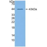 Western blot analysis of recombinant Mouse ADAM8 protein using A Disintegrin And Metalloprotease 8 Antibody.