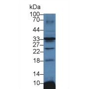 abx129651