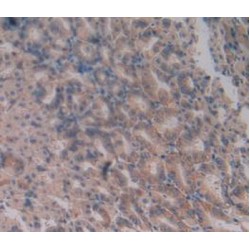 Inducible T-Cell Co Stimulator Ligand (ICOSLG) Antibody