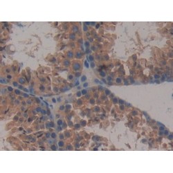 MAP Kinase-Activated Protein Kinase 2 (MAPKAPK2) Antibody