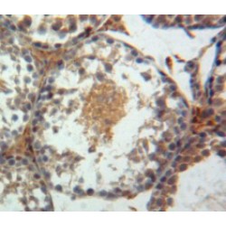 Paxillin (Pax) Antibody