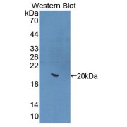abx129688