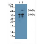 Western blot analysis of (1) Mouse Liver Tissue and (2) Mouse Spleen Tissue.