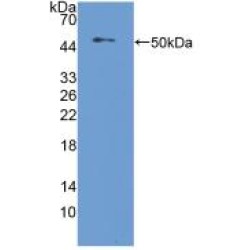 Nucleobindin 2 (NUCB2) Antibody