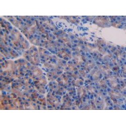 Nucleobindin 2 (NUCB2) Antibody