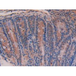 Nucleobindin 2 (NUCB2) Antibody