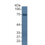 Western blot analysis of Mouse Stomach lysate, using Mouse GLMN Antibody (3 µg/ml) and HRP-conjugated Goat Anti-Rabbit antibody (<a href="https://www.abbexa.com/index.php?route=product/search&amp;search=abx400043" target="_blank">abx400043</a>, 0.2 µg/ml).