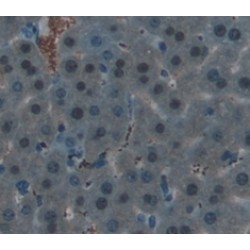 Histone Cluster 2, H3a Antibody