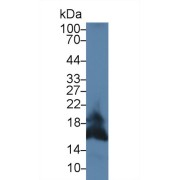 abx129724