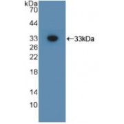 Western blot analysis of recombinant Mouse GPC3.