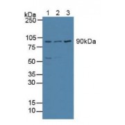 Western blot analysis of (1) Human HeLa cells, (2) Human MCF-7 Cells and (3) Human Jurkat Cells.