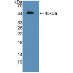 Activating Transcription Factor 6 (ATF6) Antibody