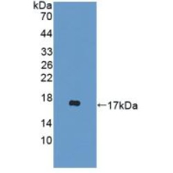 D-Dopachrome Tautomerase (DDT) Antibody