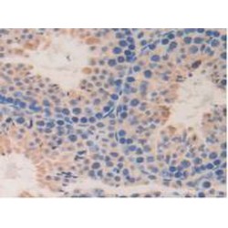 D-Dopachrome Tautomerase (DDT) Antibody