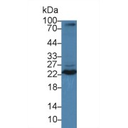 Western blot analysis of Mouse Lung lysate, using Mouse TNFSF12 Antibody (3 µg/ml) and HRP-conjugated Goat Anti-Rabbit antibody (<a href="https://www.abbexa.com/index.php?route=product/search&amp;search=abx400043" target="_blank">abx400043</a>, 0.2 µg/ml).