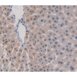 Tumor Necrosis Factor Ligand Superfamily Member 9 (TNFSF9) Antibody