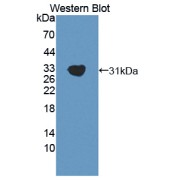 abx129802