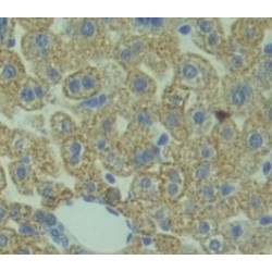 Beta-1,3-N-Acetylglucosaminyltransferase Manic Fringe (MFNG) Antibody
