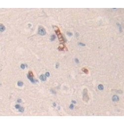 Contactin 6 (CNTN6) Antibody