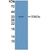 Western blot analysis of recombinant Mouse gp130.