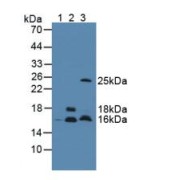 Western blot analysis of (1) Mouse Serum, (2) Mouse Brain Tissue and (3) Mouse Testis Tissue.