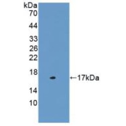 Cystatin C (CST3) Antibody