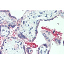 Extracellular Matrix Protein 1 (ECM1) Antibody