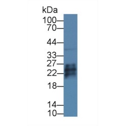 Growth Factor, Augmenter of Liver Regeneration (GFER) Antibody