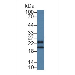 Growth Factor, Augmenter of Liver Regeneration (GFER) Antibody