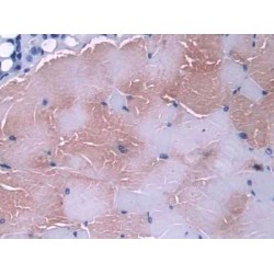 Glutaredoxin (GLRX) Antibody