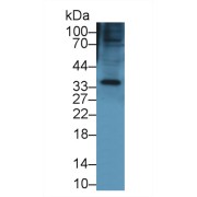 Western blot analysis of Mouse Small intestine lysate, using Mouse KERA Antibody (1 µg/ml) and HRP-conjugated Goat Anti-Rabbit antibody (<a href="https://www.abbexa.com/index.php?route=product/search&amp;search=abx400043" target="_blank">abx400043</a>, 0.2 µg/ml).