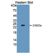 Western blot analysis of recombinant Mouse FGF21.