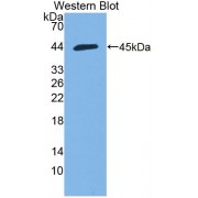 Western blot analysis of recombinant HMCN1 using Hemicentin 1 Antibody.