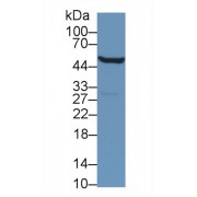 Western blot analysis of Mouse Kidney lysate, using Mouse ALDH9A1 Antibody (1 µg/ml) and HRP-conjugated Goat Anti-Rabbit antibody (<a href="https://www.abbexa.com/index.php?route=product/search&amp;search=abx400043" target="_blank">abx400043</a>, 0.2 µg/ml).