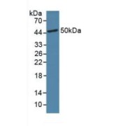 Western blot analysis of Mouse Brain Tissue.