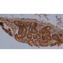 Mucin-2 (MUC2) Antibody