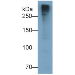 Mucin-2 (MUC2) Antibody