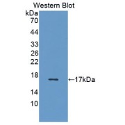 abx129928