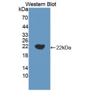 abx129934