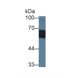 Cluster Of Differentiation 14 (CD14) Antibody