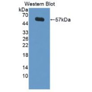 abx129943