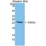 abx130004