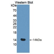 Western blot analysis of the recombinant protein.