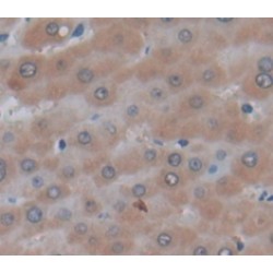 Angiopoietin-Related Protein 6 (ANGPTL6) Antibody