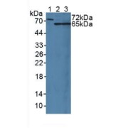 Western blot analysis of (1) Rat Serum, (2) Rat Liver Tissue and (3) Rat Kidney Tissue.